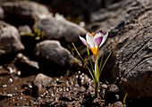 Crocus sieberi ssp sieberi