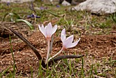 Colchicum triphyllum