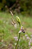 Praying mantis nymph