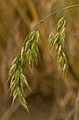 Rye Brome (Bromus secalinus)