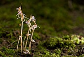 Ghost Orchid (Epipogium aphyllum)