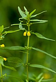 Melampyrum sylvaticum