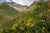 Vanoise National Park,French Alps