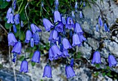 Harebells (Campanula rotundifolia)