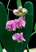 Marsh pea (Lathyrus palustris)