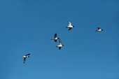 Brunnich's guillemots in flight