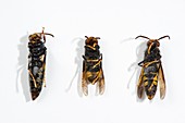 Asian wasp research