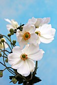 Anemone japonica 'White Queen'