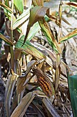 Maize (Zea Mays) in drought