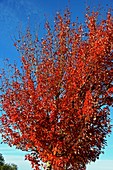 Red Maple (Acer rubrum)