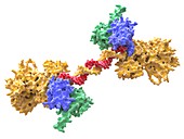 Human PARP-1 DNA repair enzyme