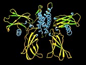 Erythropoietin hormone complex