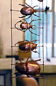 Metal-coated beetles