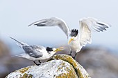 Crested terns