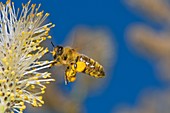 Honey bee collecting pollen