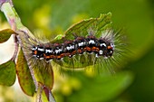 Brown-tail moth caterpillar
