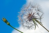 Dandelion (Taraxacum officinale) seedhead