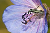 Flower beetle feeding