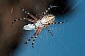 Oak spider with prey