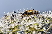 Longhorn beetle feeding on hogweed