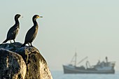 Cape cormorants looking out to sea
