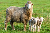 Merino ewe and lambs