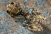 Cicada specimen