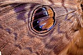 Erebus moth wing markings