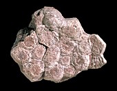Lonsdaleia,coral fossil