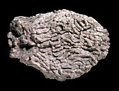 Lithostrotion,coral fossil