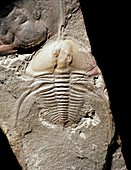 Biceratops,trilobite fossil