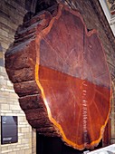 Giant sequoia section,museum display