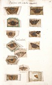 Petiver's insect collection,17th century