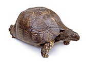 Tortoise,mounted specimen