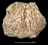 Thursophyton elberfeldense,plant fossils