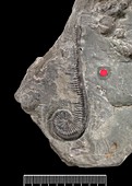 Myelodactylus fletcheri,crinoid fossil