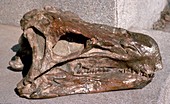 Huayangosaurus dinosaur,fossil skull