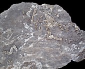 Tellurium native metal specimen