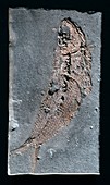 Pholiodophorus bechei,fish fossil