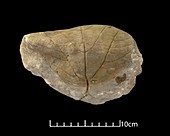 Credneria triacuminata,leaf fossil