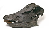 Diplodocus dinosaur,fossil skull