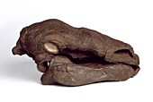 Edmontonia dinosaur,fossil skull