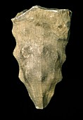 Hydnoceras tuberosum,glass sponge fossil