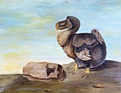 Dodo,1626 artwork