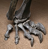Diplodocus dinosaur,fossil foot bones
