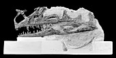 Proceratosaurus dinosaur,fossil skull