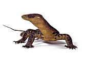 Water monitor lizard,mounted specimen