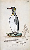 King penguin,18th century