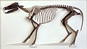 Hyracotherium horse,fossil skeleton