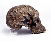 Homo habilis cranium (KNM-ER 1813)